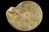 Rare, Fossil Carboniferous Goniatite (Imitoceras) - Indiana #117201-1